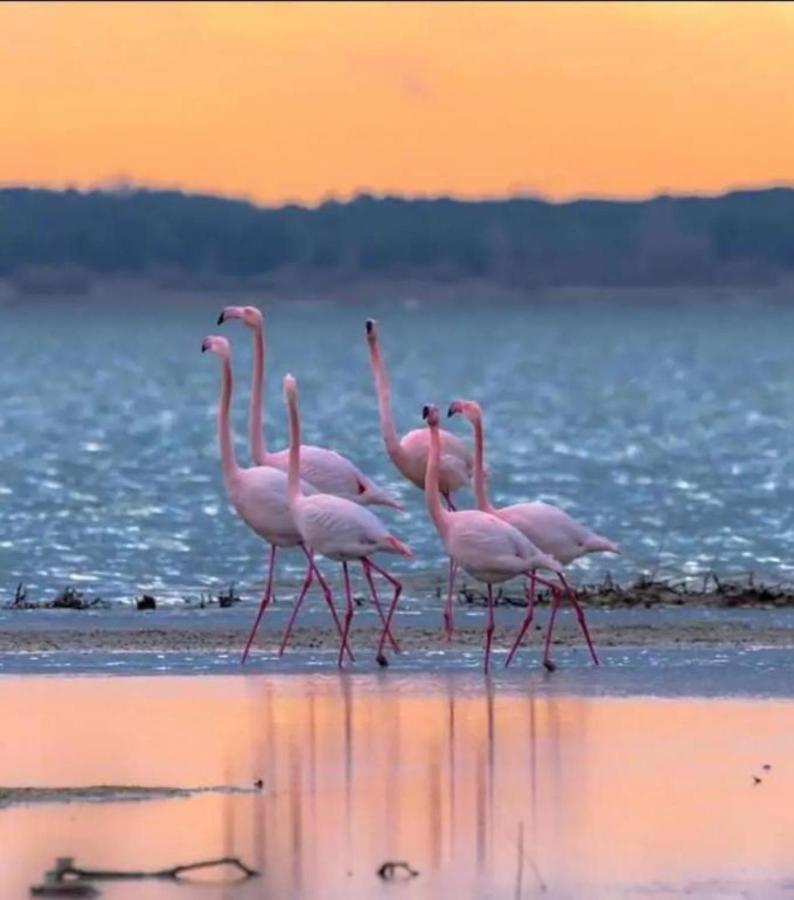 Le Soupir Des Palmiers. Ideal Couple, Piscine, Mer La Grande Motte Exteriér fotografie